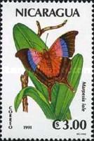 Iole's Daggerwing (Marpesia Iole)