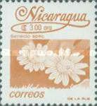 Senecio sp.