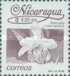 Sobralia macrantha