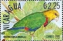Yellow-headed Parrot (Amazona oratrix)