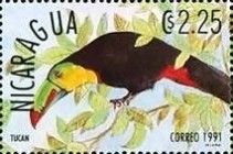 Keel-billed Toucan (Ramphastos sulfuratus)