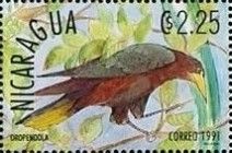 Chestnut-headed Oropendola (Psarocolius wagleri)