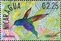Violet Sabrewing (Campylopterus hemileucurus)