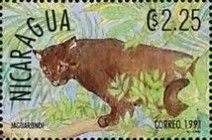 Jaguarundi (Herpailurus yagouaroundi)