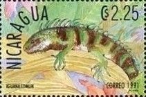 Common green Iguana (Iguana iguana)