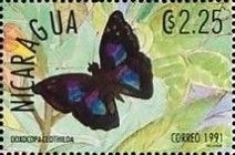 Doxocopa clothilda