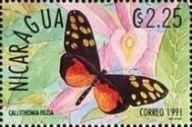 Callithomia hezia