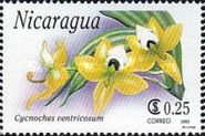 Cycnoches ventricosum