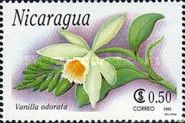 Vanilla odorata
