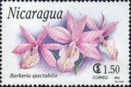 Barkeria spectabilis