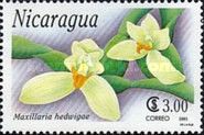 Maxillaria hedwigae