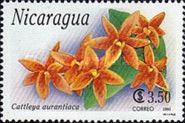 Cattleya aurantiaca