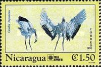 Red-crowned Crane (Grus japonensis)