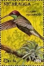 Rivoli's Hummingbird (Eugenes fulgens)