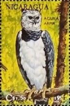 Harpy eagle (Harpia harpyja)