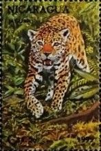 Jaguar.