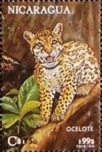 Ocelot