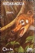 Coati.