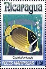 Chaetodon lunula.