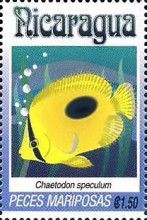 Chaetodon speculum