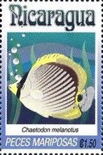 Chaetodon lineolatus.