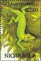 Anolis biporcatus.