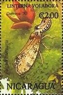 Fulgora laternaria