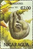 Brown-throated Three-toed Sloth (Bradypus variegatus)