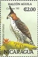 Ornate Hawk-Eagle (Spizaetus ornatus)