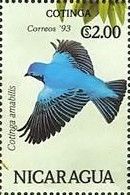 Spangled Cotinga (Cotinga amabilis)