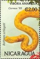 Eyelash Viper (Bothrops schlegelii)