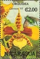 Odontoglossum sp.