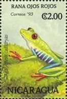 Red-eyed Treefrog (Agalychnis callidryas)