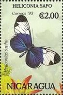 Heliconius spaho.