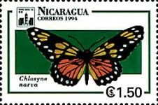 Narva Checkerspot (Chlosyne narva)