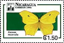 Yellow-angled Sulphur (Anteos maerula)