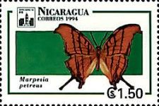 Ruddy Daggerwing (Marpesia petreus)