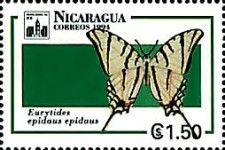 Mexican Kite-Swallowtail (Eurytides epidaus epidaus)