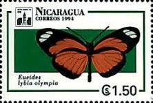 Sharp-edged Longwing (Eueides lybia olympia)