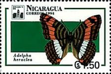 Heraclea Sister (Adelpha heraclea)