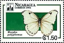 White Morpho (Morpho polyphemus)