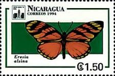 Brush-footed Butterfly (Eresia alsina)