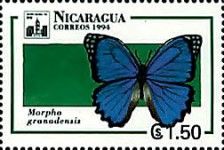 Blue Morpho Butterfly (Morpho granadensis)