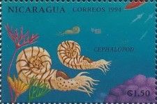 Cephalopod.