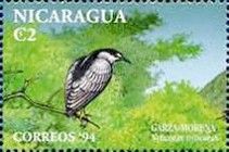 Black-crowned Night-Heron (Nyticorax nyticorax)