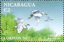 Cattle Egret (Bubulcus ibis)