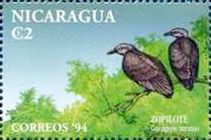 Black Vulture (Coragyps atratus)