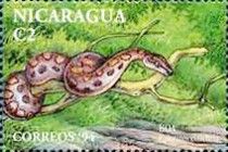 Rainbow Boa (Epicrates cenchria)