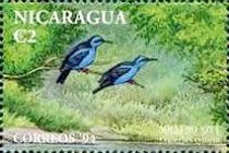 Red-legged Honeycreeper (Cyanerpes cyaneus)