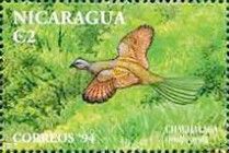 Plain Chachalaca (Ortalis vetula)